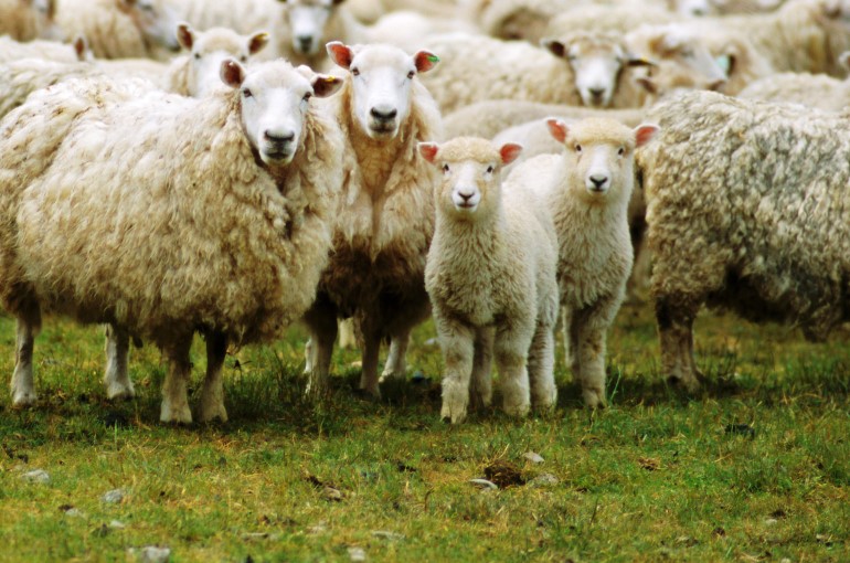 Πώς να μεγαλώσετε πρόβατα